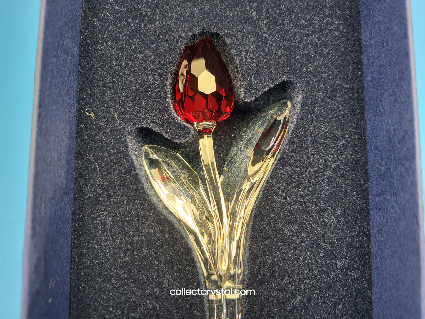 2003 RENEWAL GIFT – TULIP RED 626481